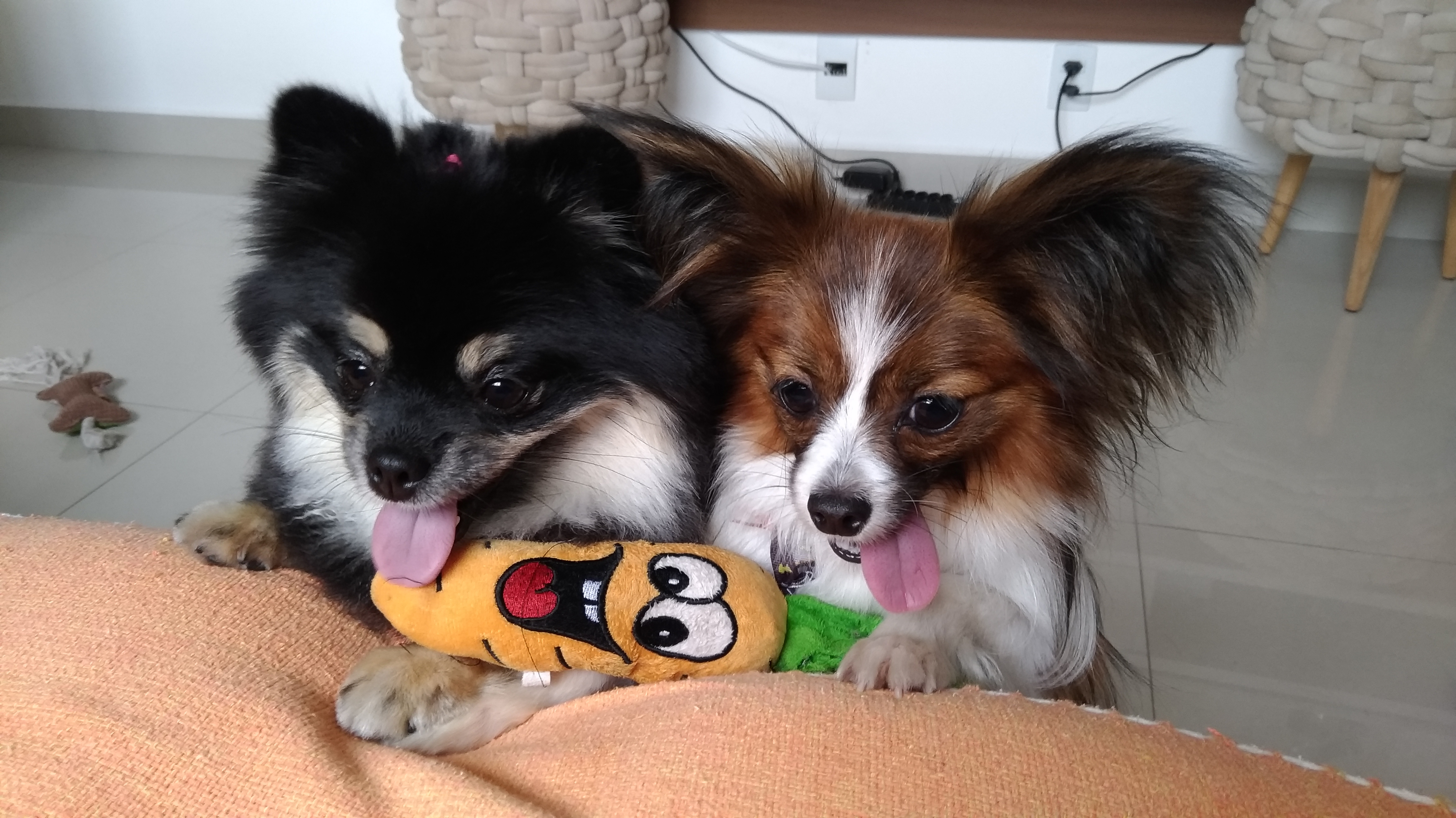 Imagem com dois cachorros, um sendo da raça Spitz Alemão e outro da raça Papillon